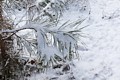 Snow-covered pine needles
