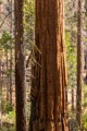 Giant Sequoia - Mariposa Grove