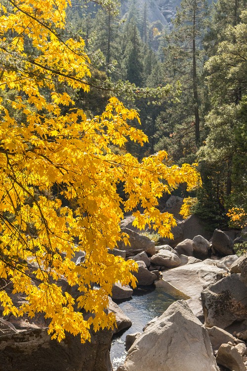 Maple - Merced River Canyon
