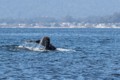 Monterey Bay Whales - September 19, 2019