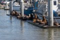 California Seal Lions on the dock