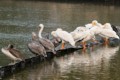 Brown Pelicans and American White Pelicans