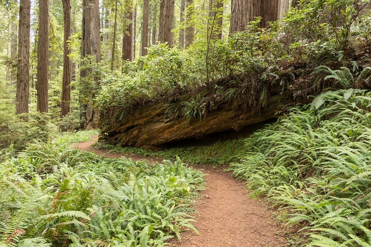 Redwood log gives new life