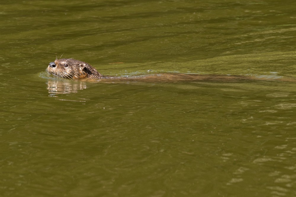 River Otter - Orick, California