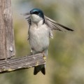 Tree swallow (Tachycineta bicolor)