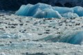 Harbor Seals on Ice