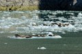 Harbor Seals on Ice