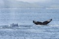 Humpbacks in Chatham Sound