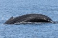 Humpbacks in Chatham Sound