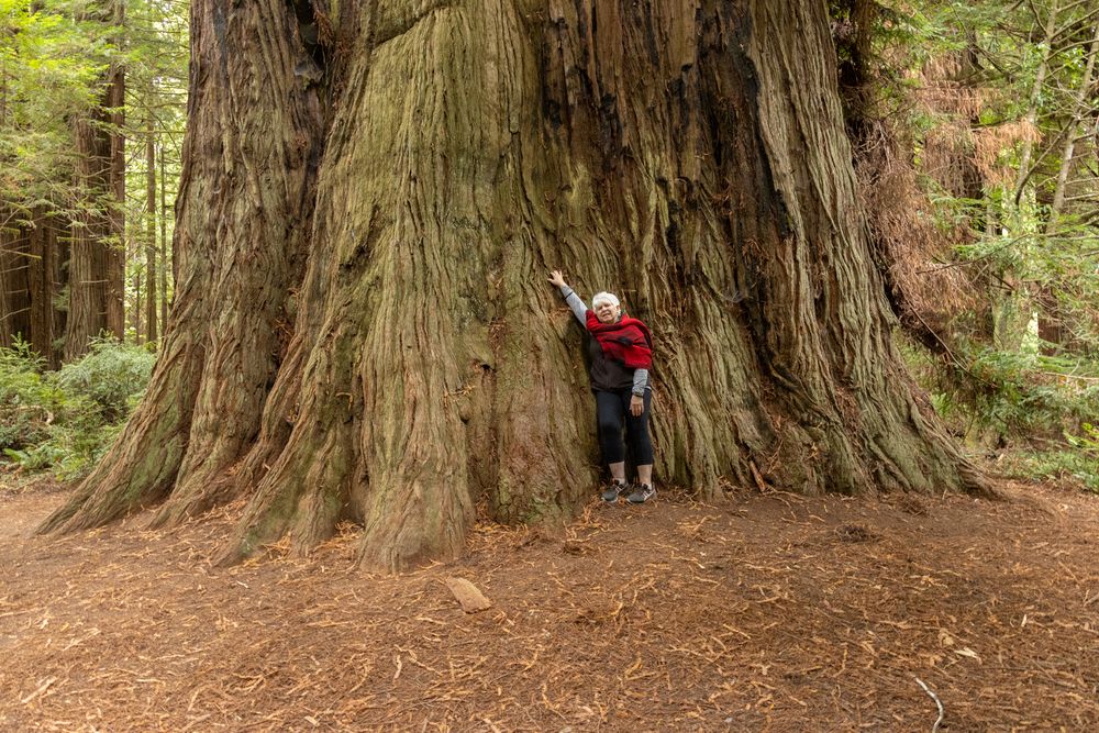 Large redwood