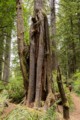 Spruce growing over redwood snag