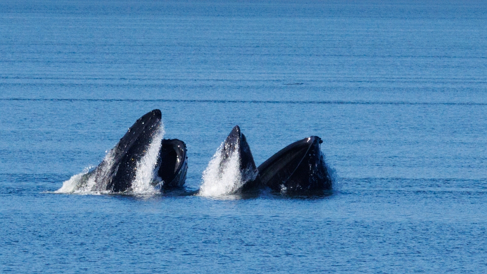 Humback Whales Lunge-feeding