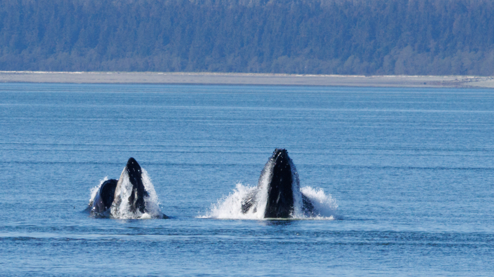 Humback Whales Lunge-feeding
