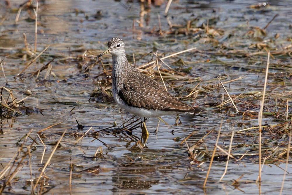 Bird in a puddle