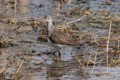 Bird in a puddle