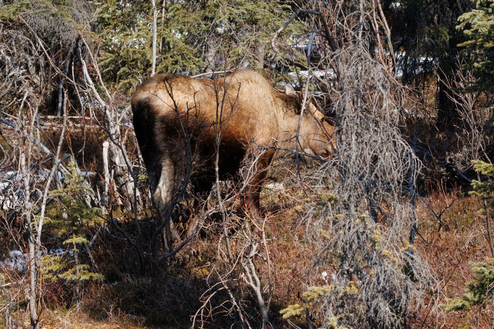 Moose