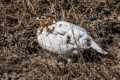 Ptarmigan