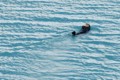 Northern Sea Otter