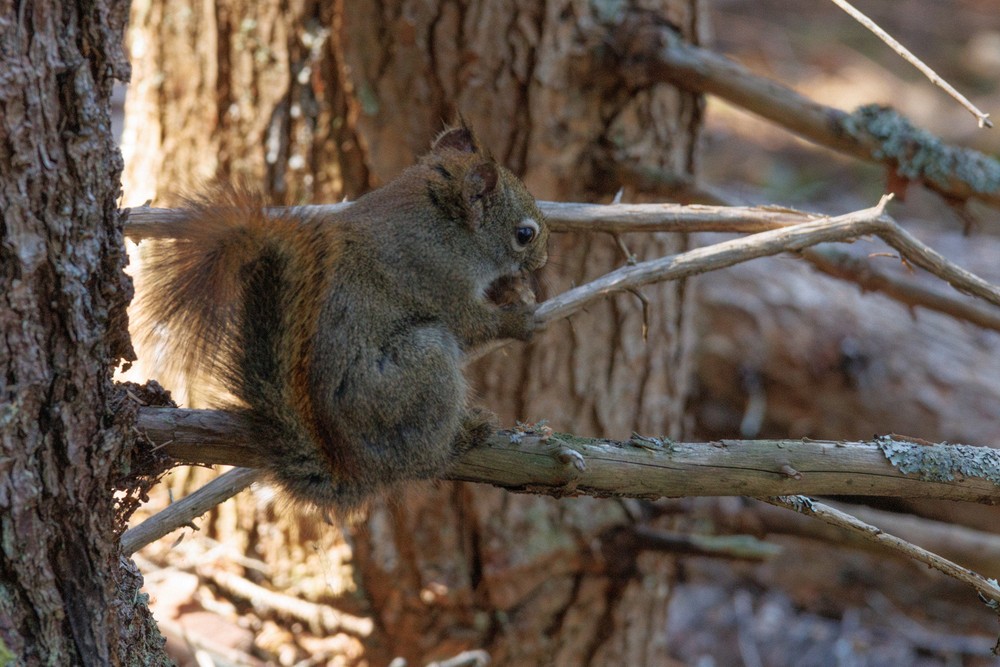 Squirrel