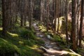 Lower Dewey Lake Trail