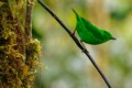 Glistening-green tanager (Chlorochrysa phoenicotis)