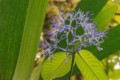 Rubiaceae flower