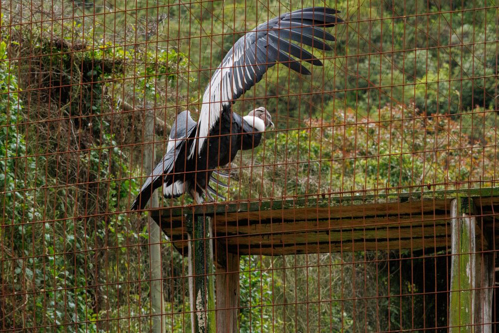 Captive breeding Andean Condor