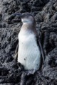 Gal?pagos Penguin (Spheniscus mendiculus)