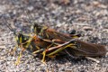 Large Painted Locusts (Schistocerca melanocera)