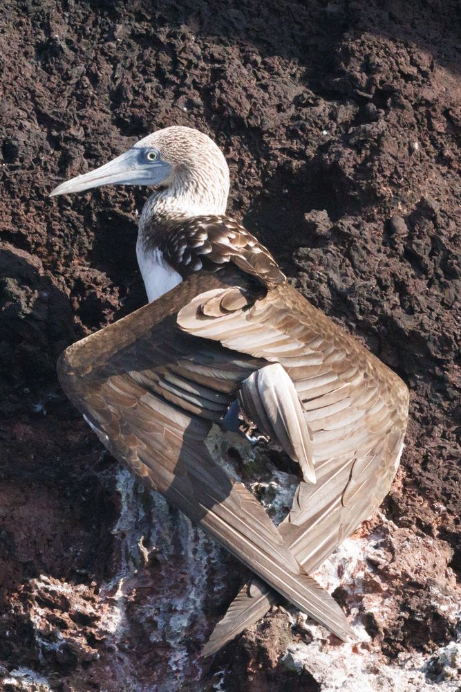 Blue-footed Booby