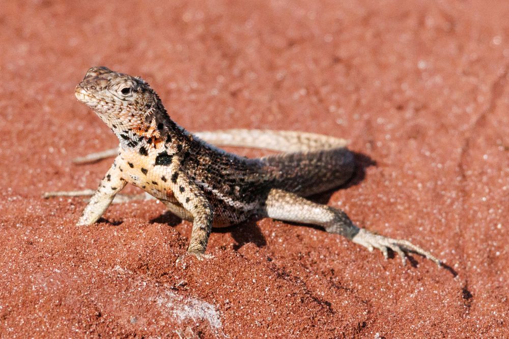 Lava Lizard (Microlophus albemarlensis)