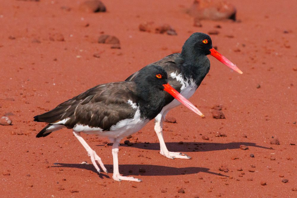 American oystercatchers (Haematopus palliatus)