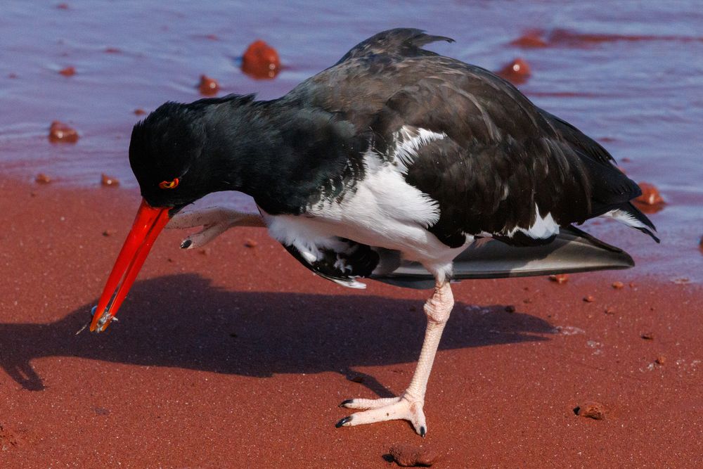 American oystercatcher (Haematopus palliatus)