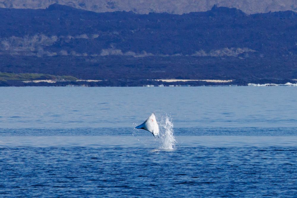 Manta Ray