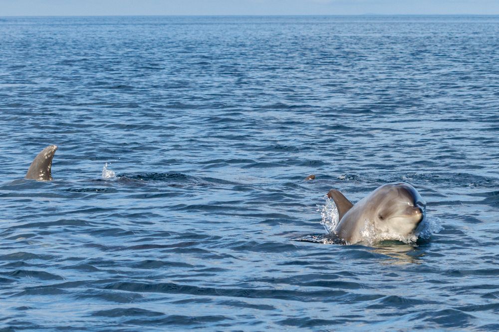 Bottlenose dolphin