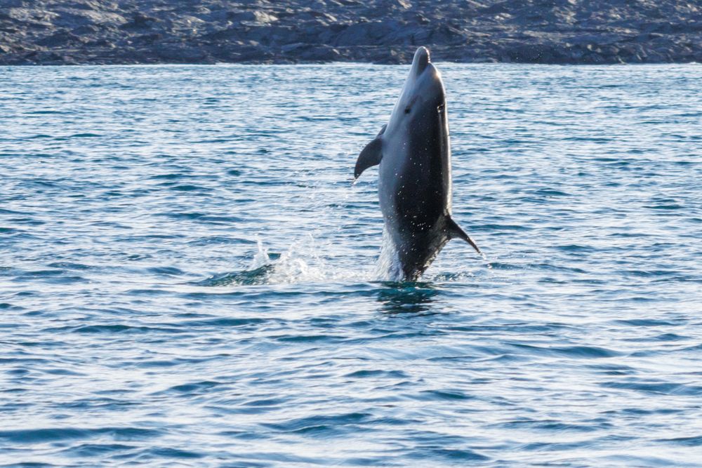 Bottlenose dolphin