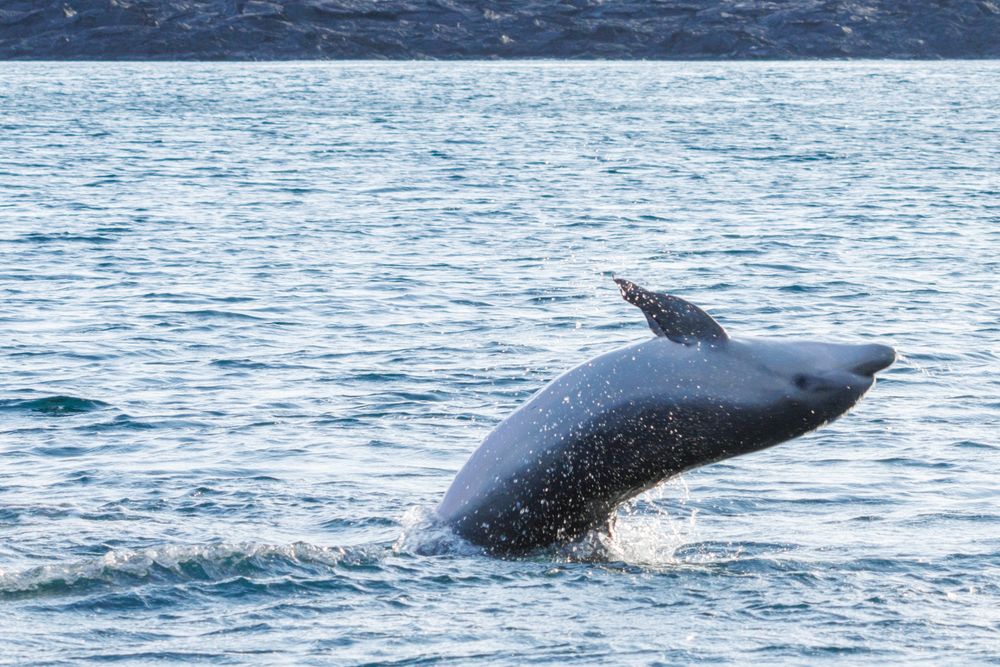 Bottlenose dolphin