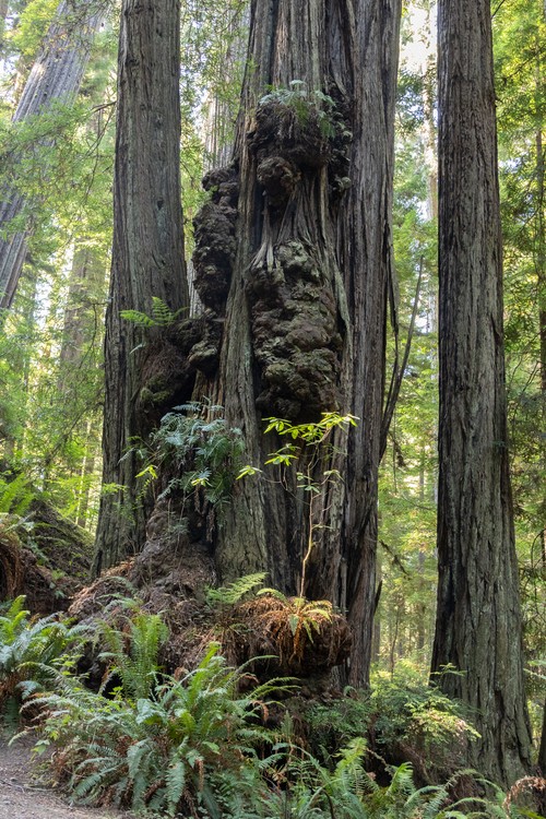 Prairie Creek Redwoods State Park
