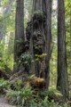Prairie Creek Redwoods State Park - May 12, 2023
