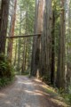 Prairie Creek Redwoods State Park - May 12, 2023