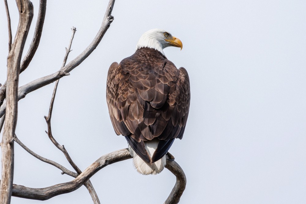 Bald Eagle