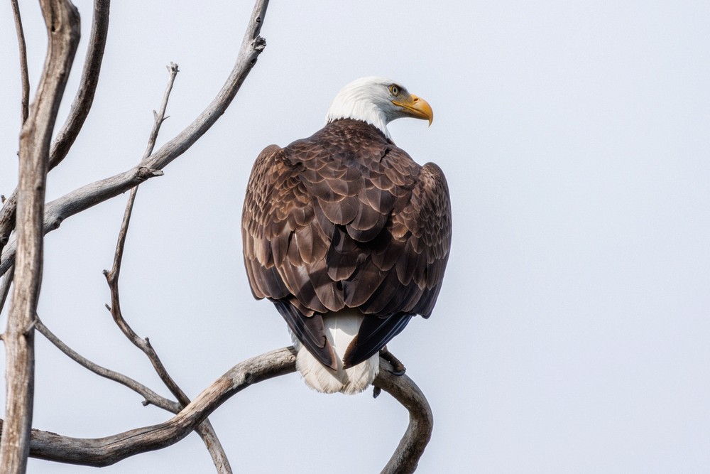 Bald Eagle