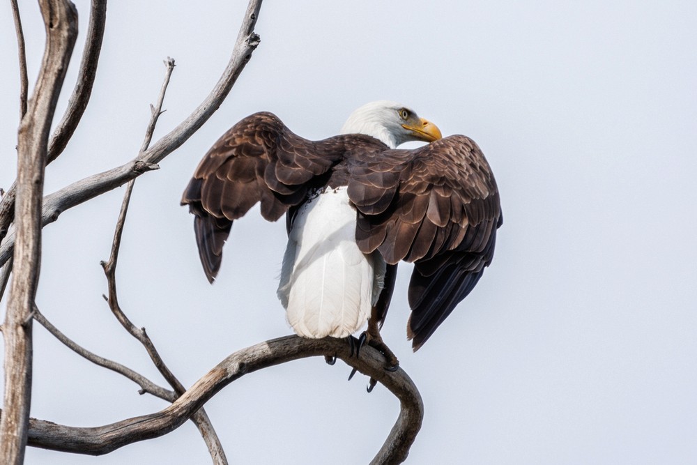 Bald Eagle