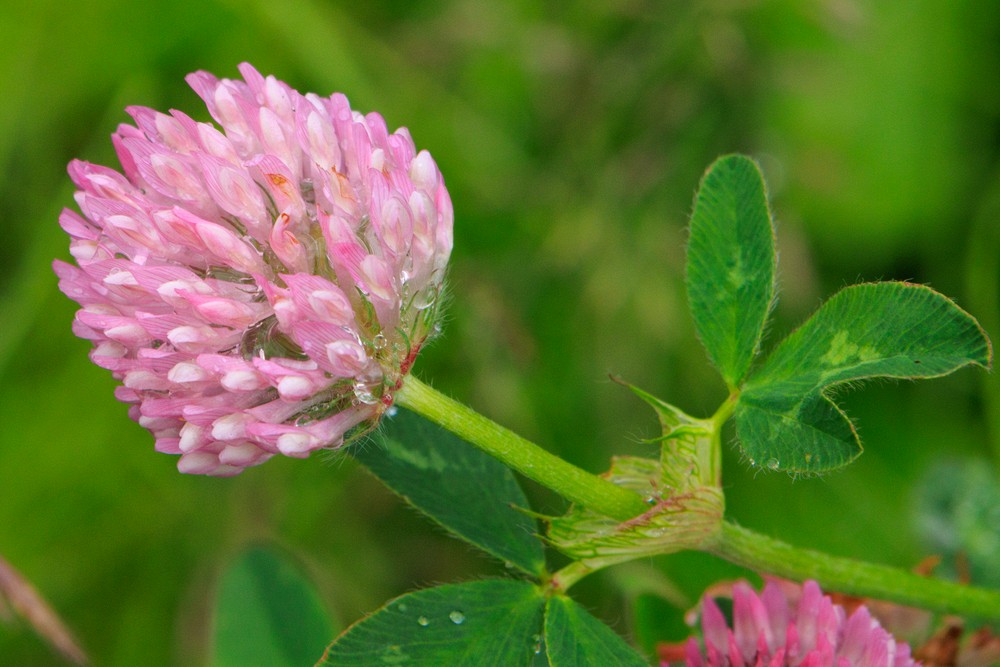 Clover