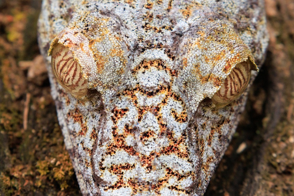 Common flat-tail gecko