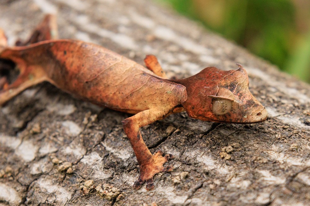 Satanic Leaf-tailed Gecko
