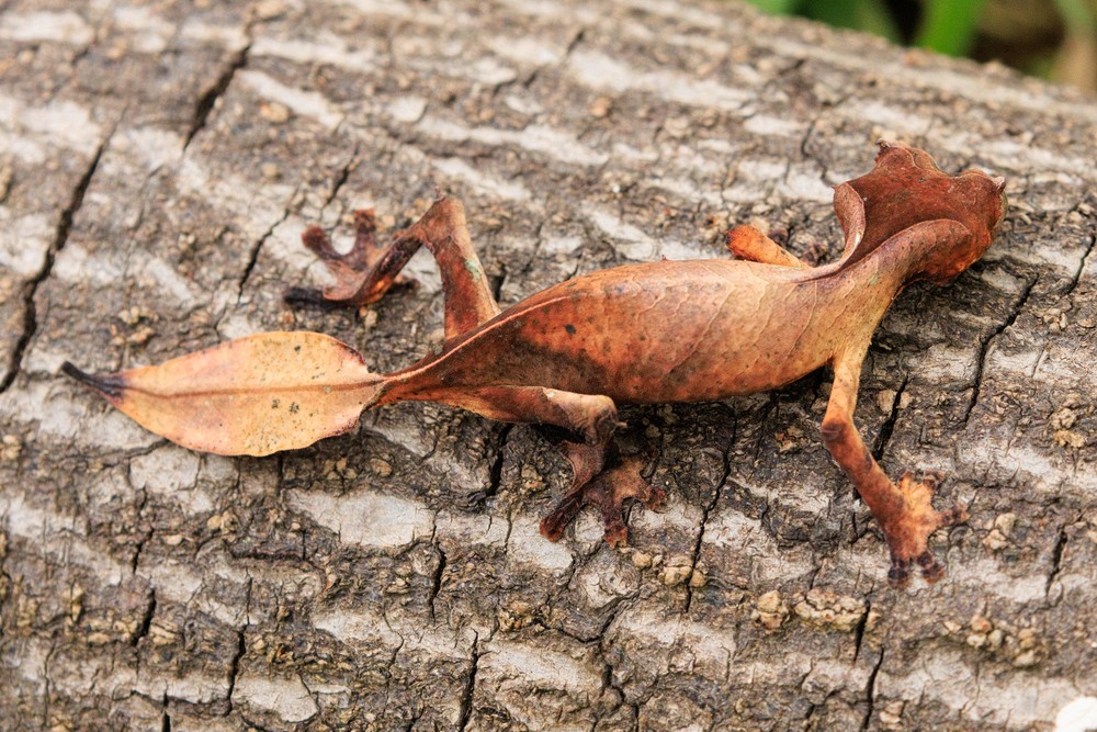 Satanic Leaf-tailed Gecko
