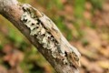 Mossy Leaf-tailed Gecko