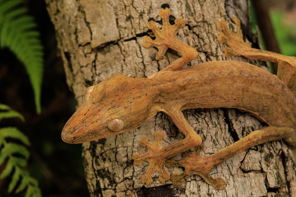 Gecko