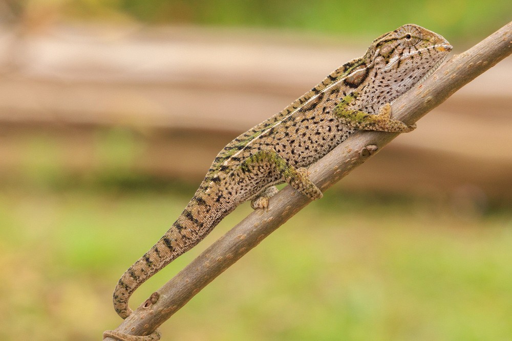 Chameleon
